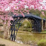 cherry blossoms bridge